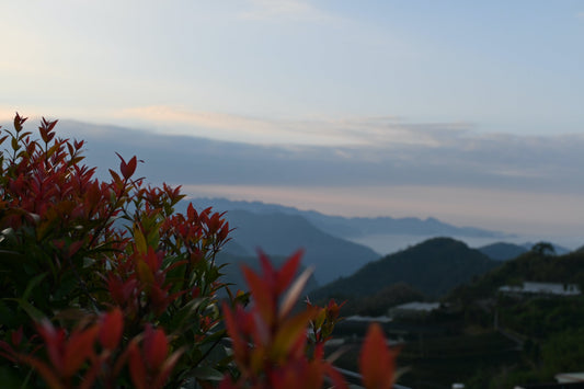 高山烏龍茶の春茶が入荷いたしました。