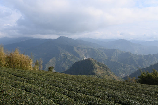 台湾を代表する高山茶の産地｜阿里山