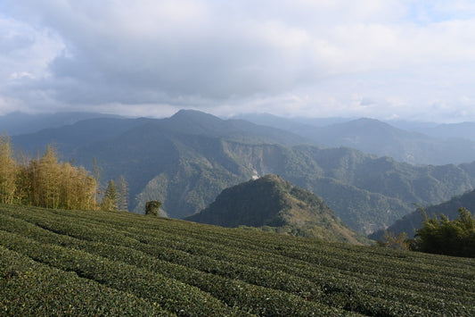 台湾を代表する高山茶の産地｜阿里山