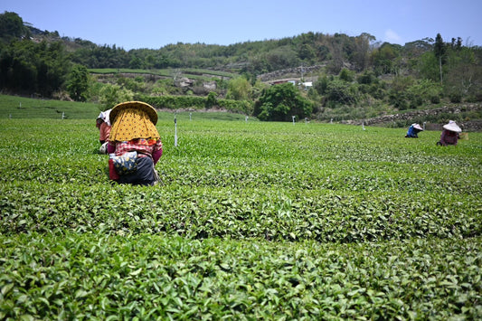 第3回茶摘みツアーの開催について｜3rd Taiwan Tea Journey